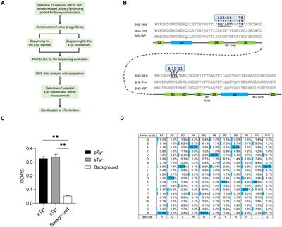 Engineering of Src Homology 2 Domain Leading to Sulfotyrosine Recognition With a High Affinity by Integrating a Distinctive Selection Theme and Next-Generation Sequencing